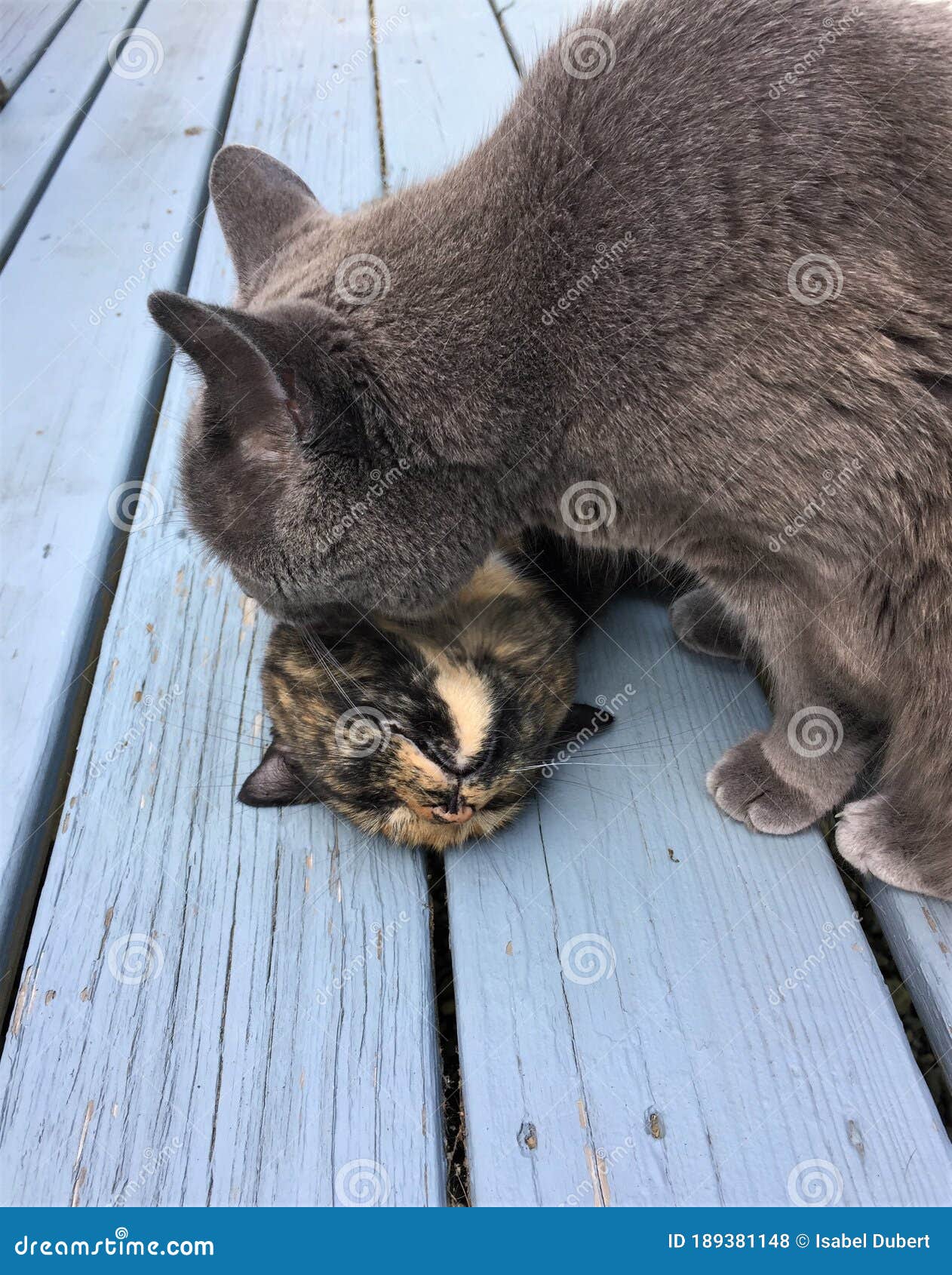 Álbumes 97+ Foto Porque Mi Gato Muerde A Mi Otro Gato En El Cuello Cena ...