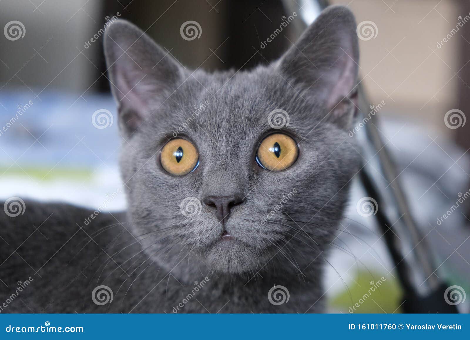 Gray Cat Of British Breed Looks With Large Yellow Eyes Stock Photo