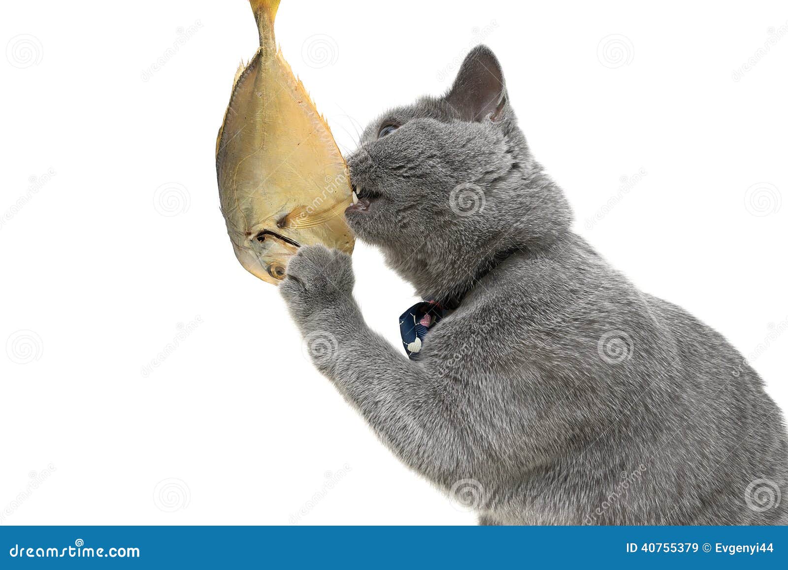 Gray Cat Eats Fish. White Background. Stock Image Image of beast