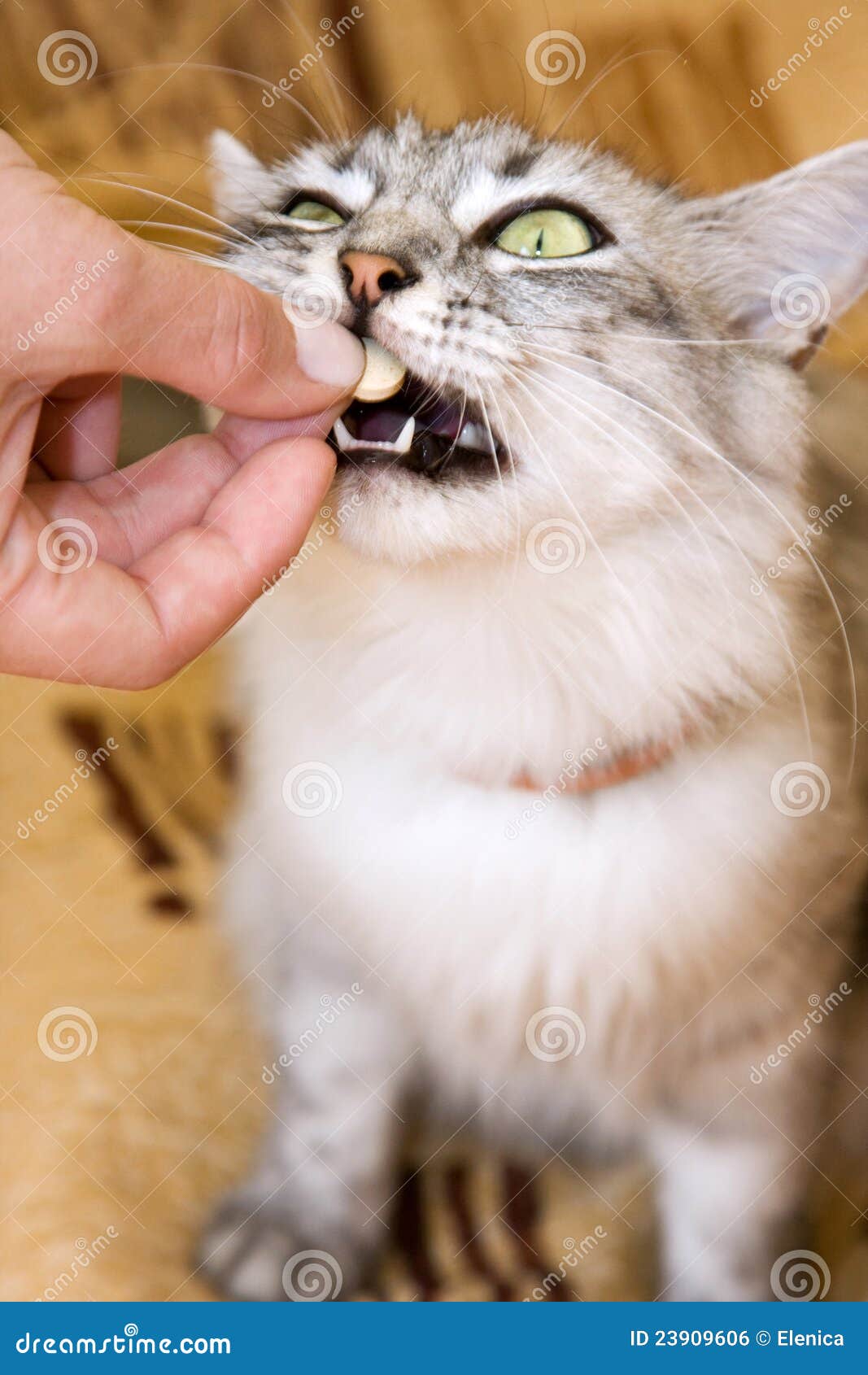 Gray cat eats vitamins stock photo. Image of treatment 23909606