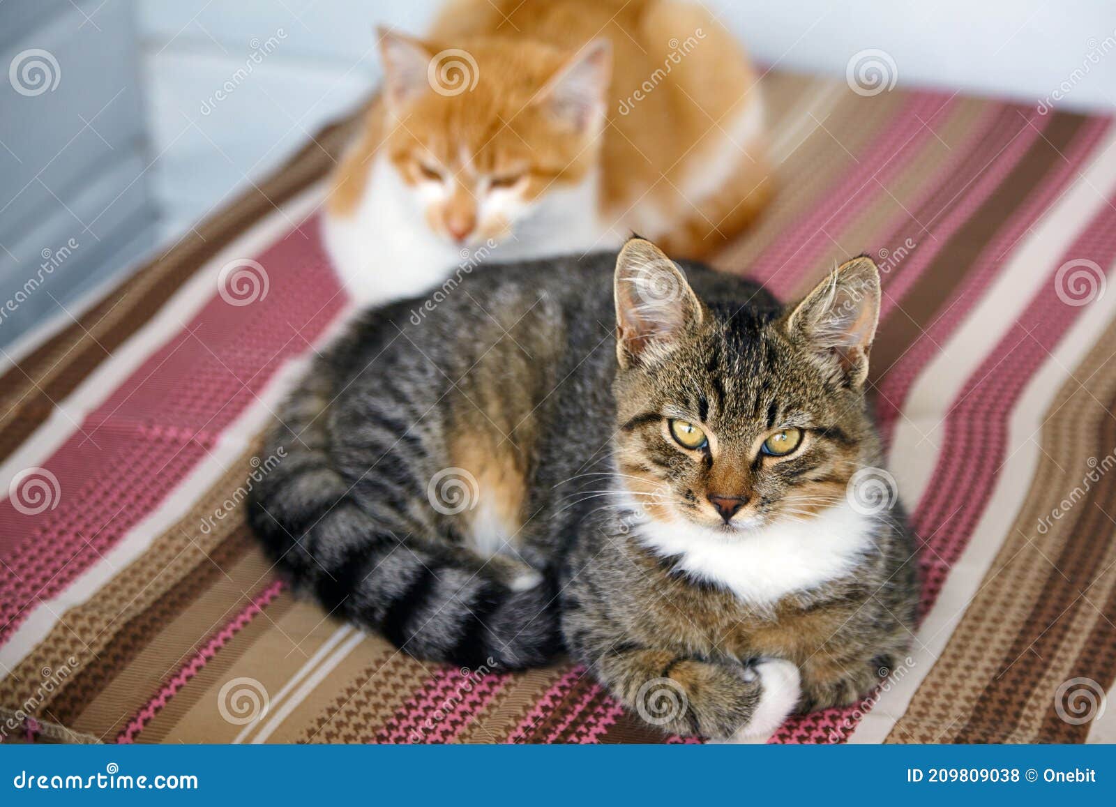 Gray Cat and Ginger Cat Lie on a Pillow Stock Photo - Image of cozy ...