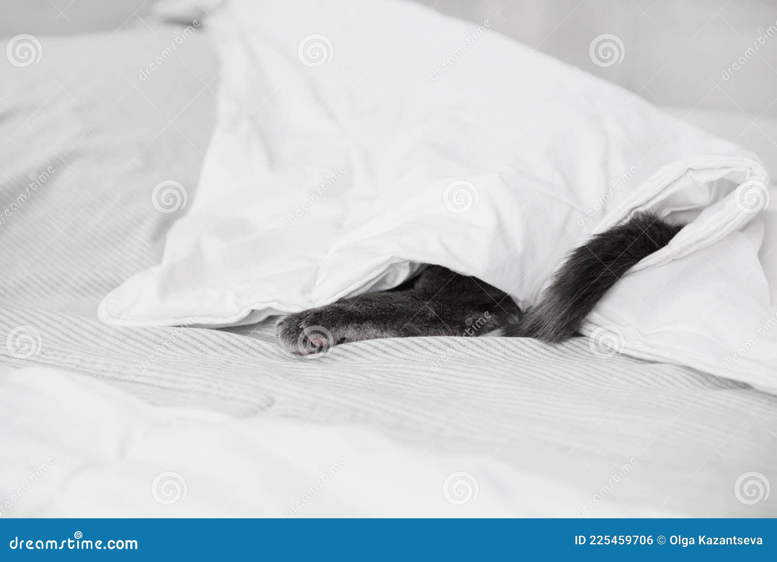 The Gray Cat is Hiding and Sleeping Under the Covers. Stock Photo
