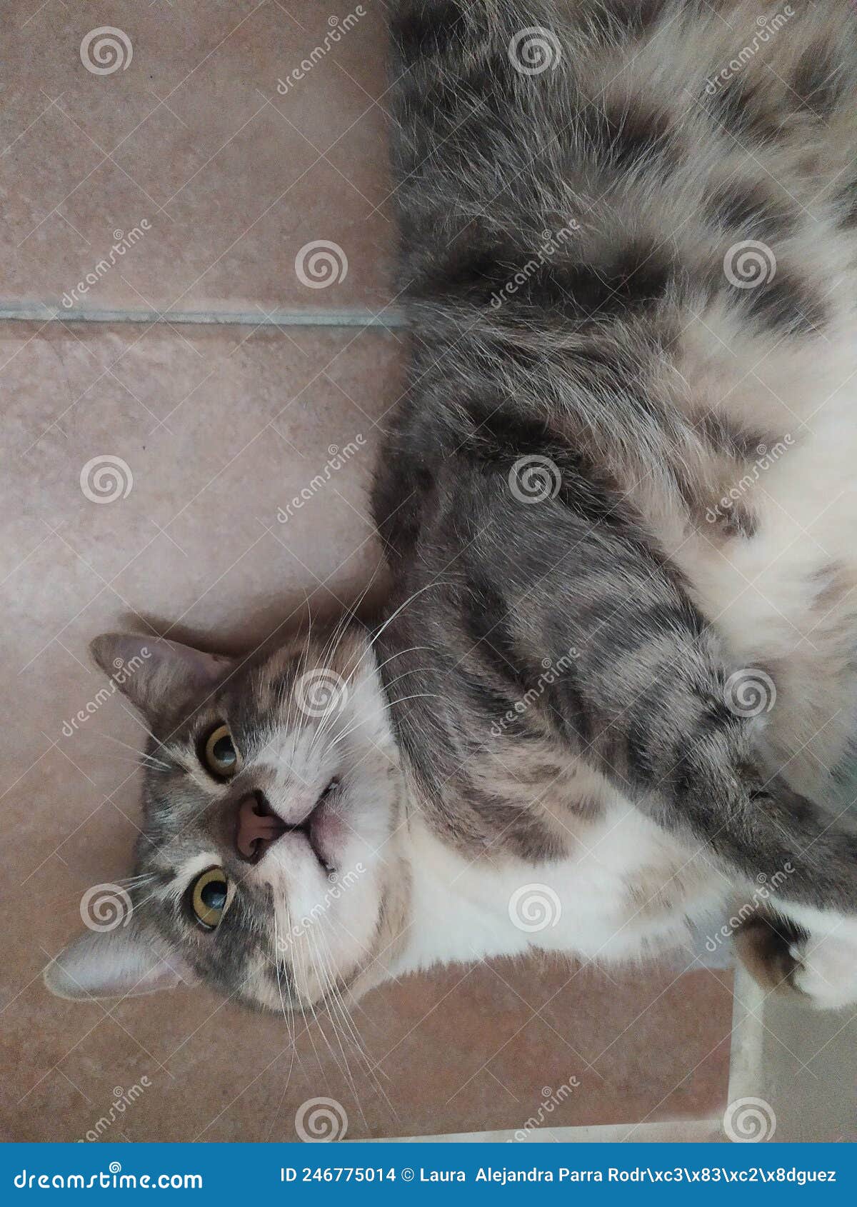 a gray cat lying on the ground. un gato gris acostado en el suelo