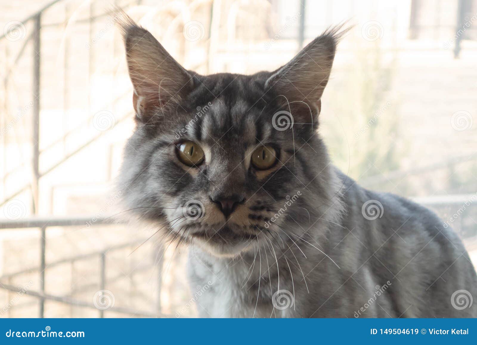 Gray Cat  Maikun Poses  In Front  Of The Camera Sitting On 