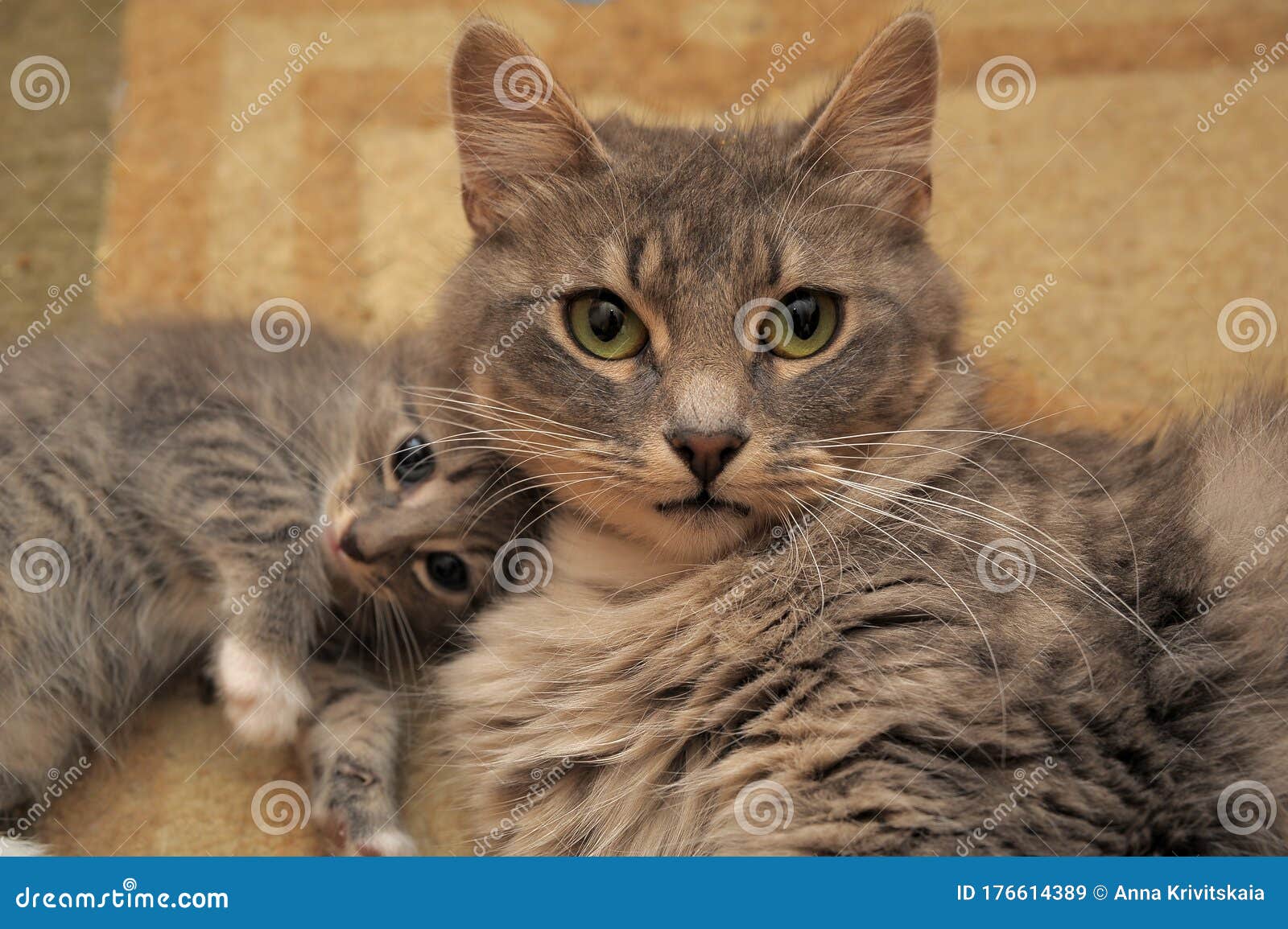 Cat mom with kitten stock image. Image of looking, gray - 176614389