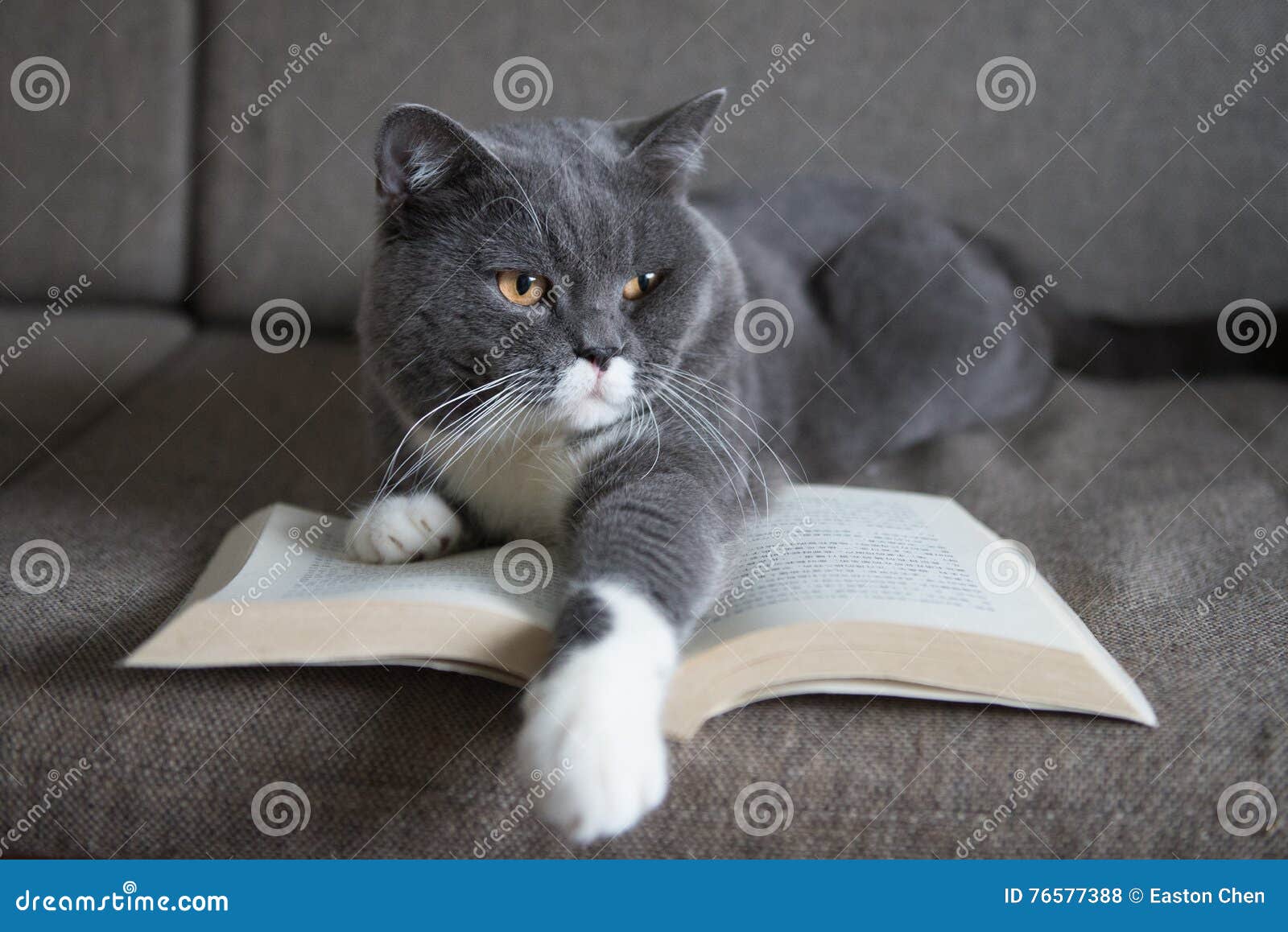 The Gray Cat is Reading a Book Stock Photo Image of knowledge