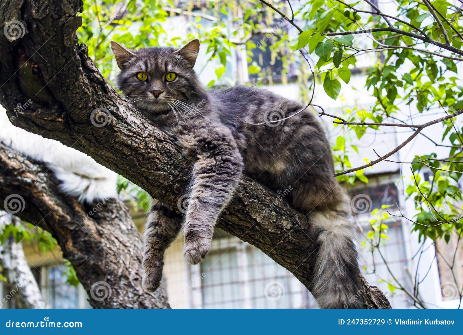 A Gray Cat is Resting on a Tree Branch with Its Paws Hanging Down Stock Image Image of mammal summer 247352729