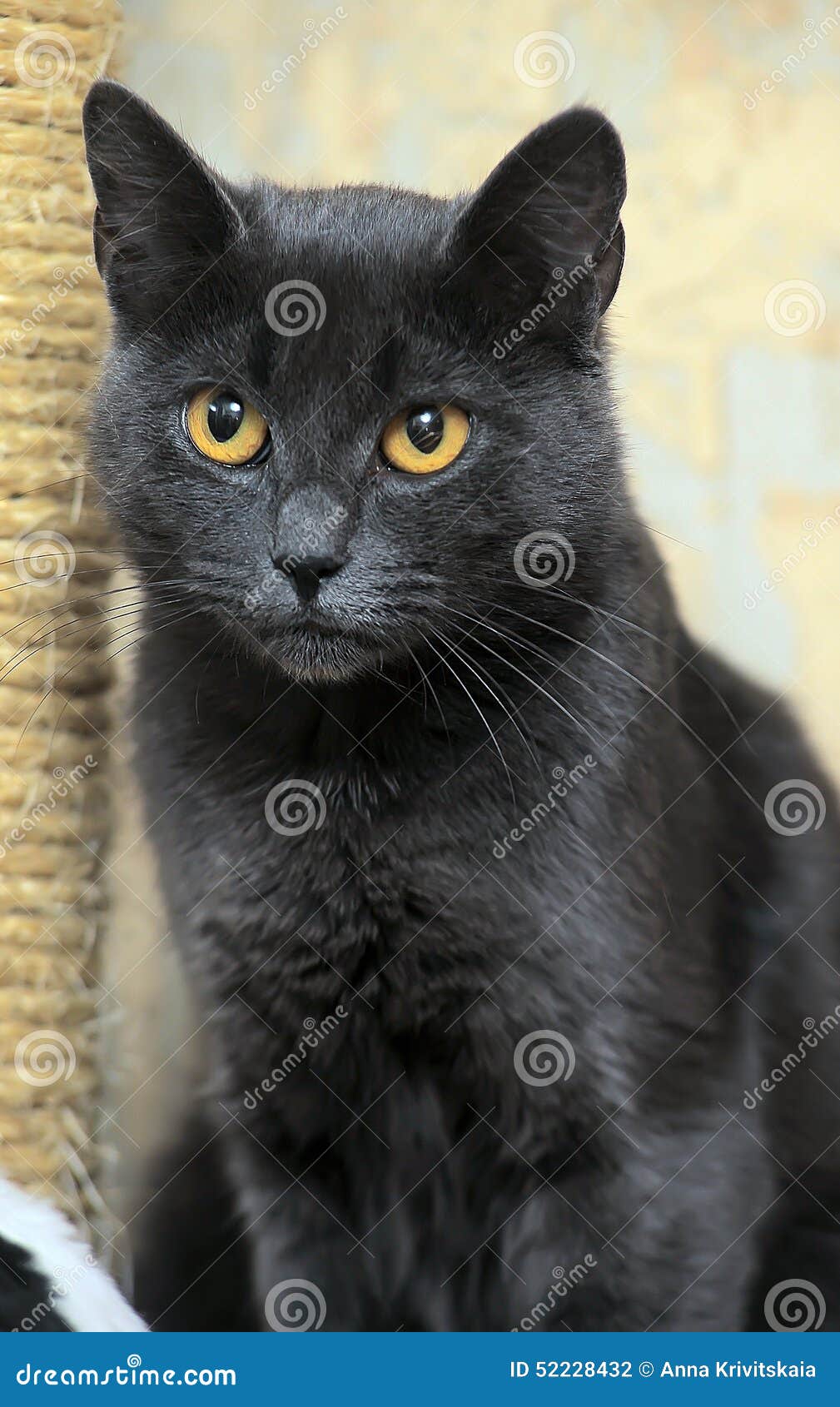 blue cat orange eyes