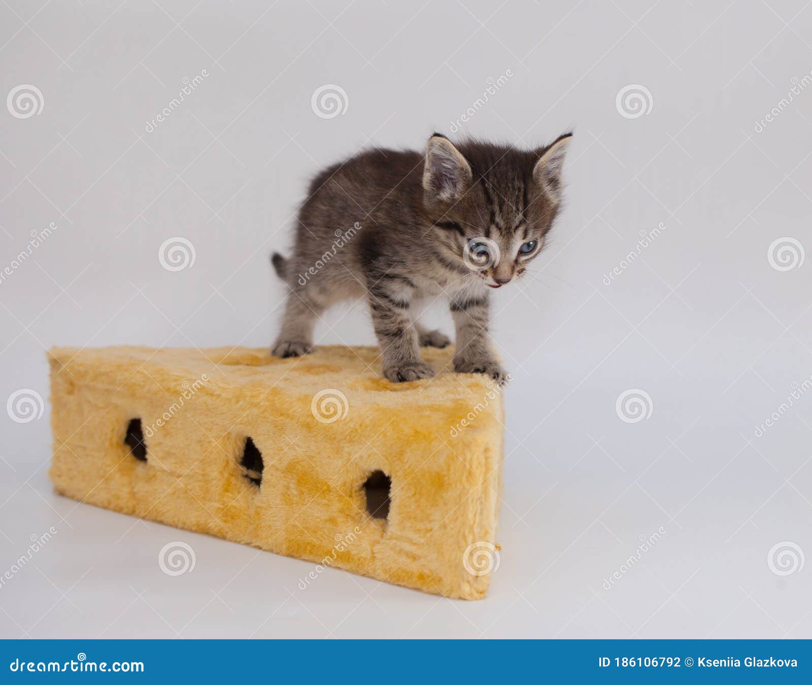 cheddar cat fence