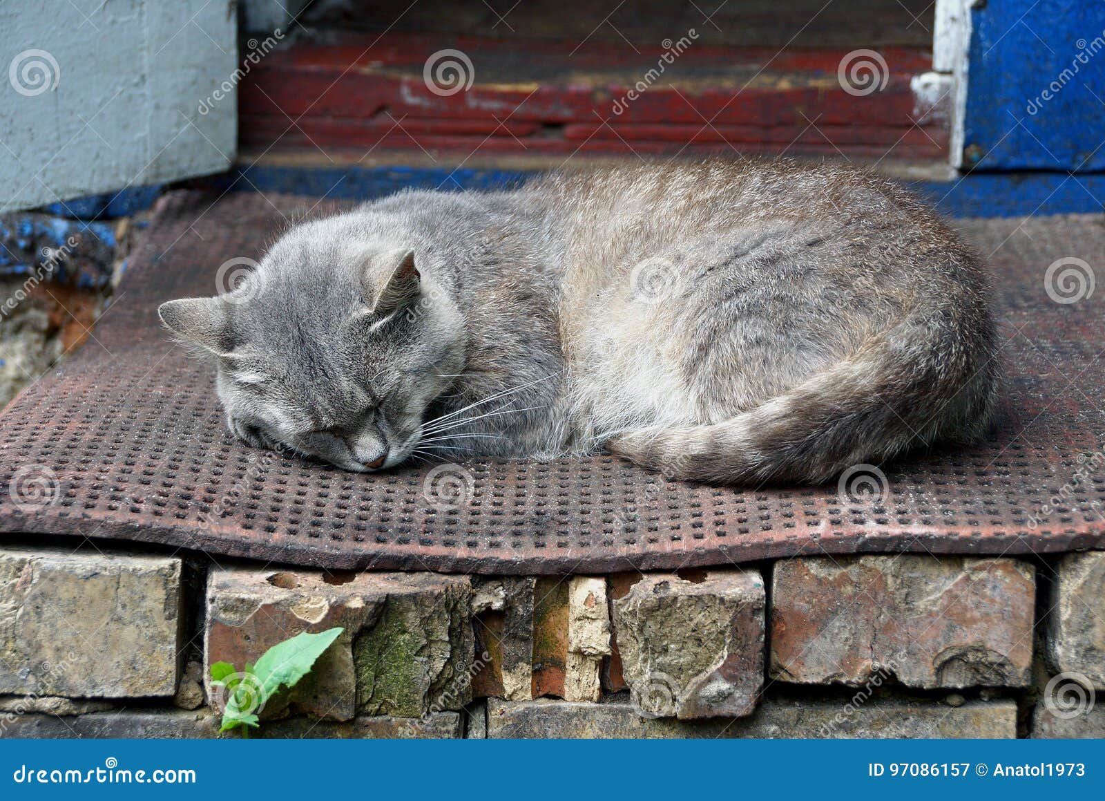 Gray Cat Sleeps on the Doorstep of a House at an Open Door Stock Image