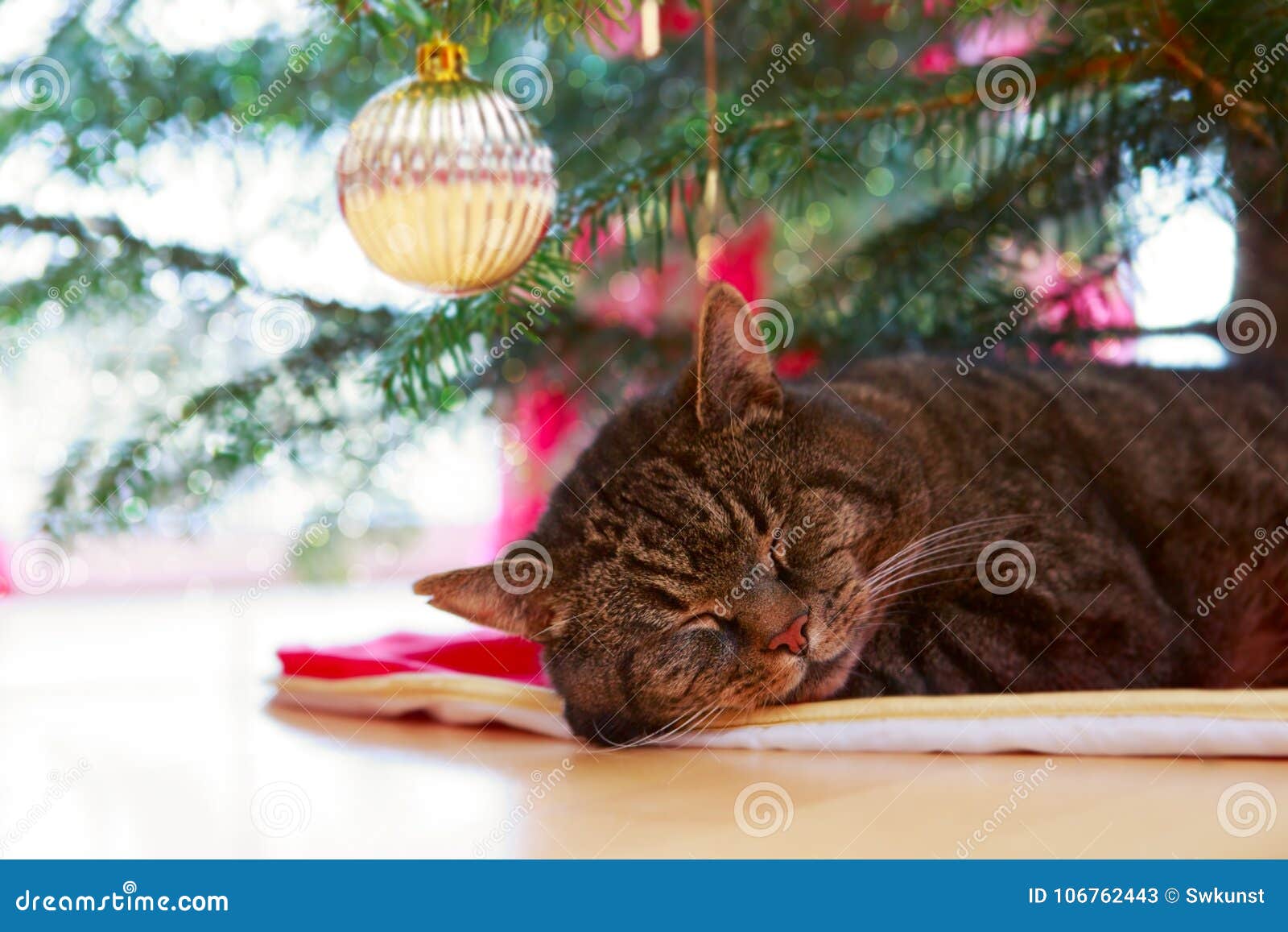Gray Cat Sleeps Under the Christmas Tree. Stock Image Image of noel