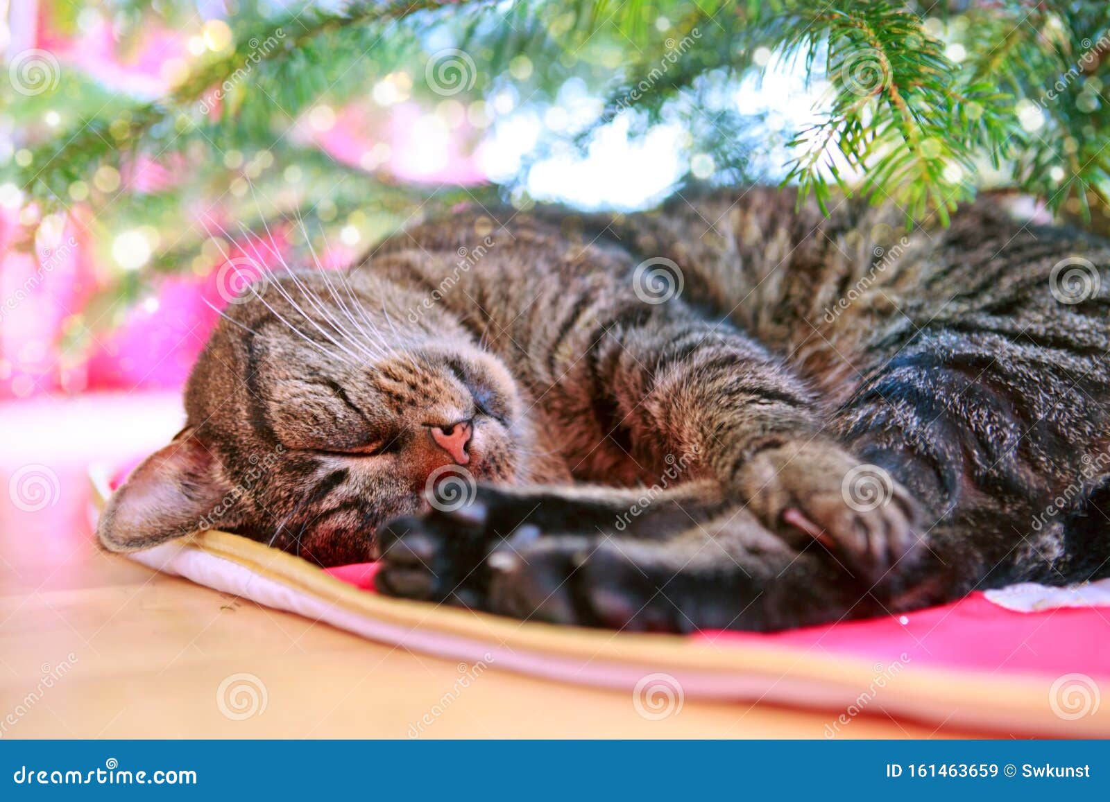 Gray Cat Sleeps Under the Christmas Tree. Stock Image Image of cute