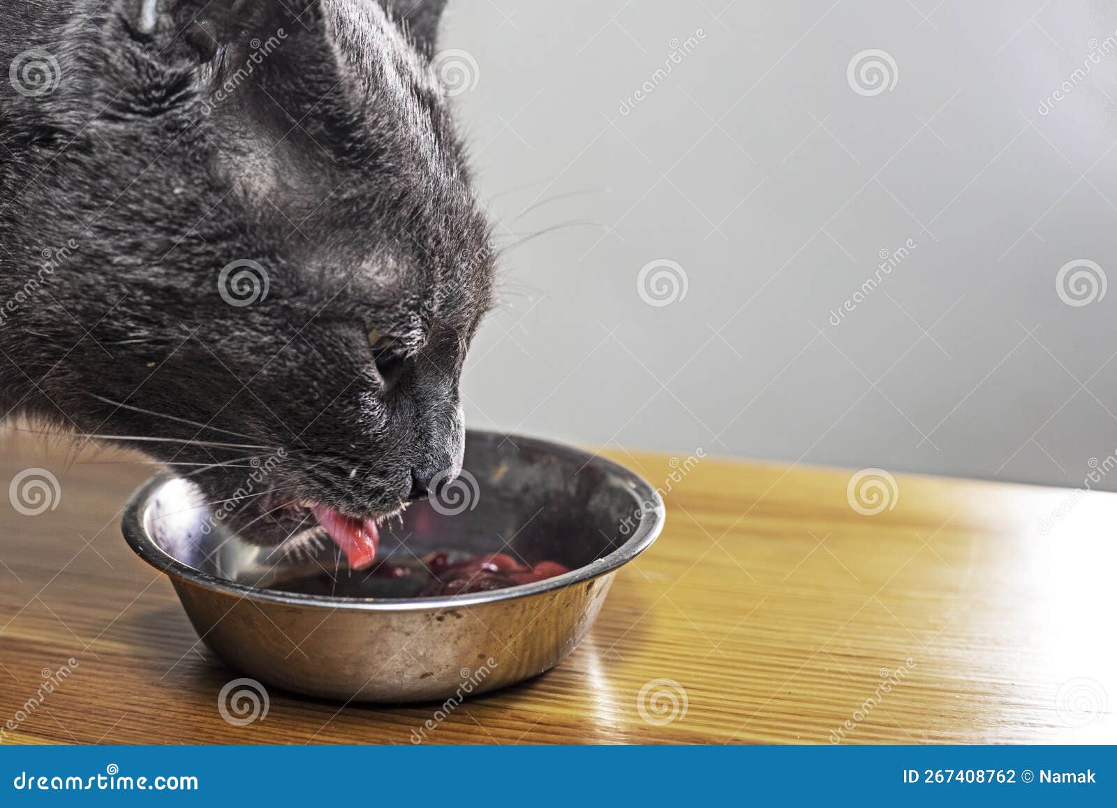 Closeup Muzzle of a Gray Cat Slowly Eats Delicious Food from a Bowl