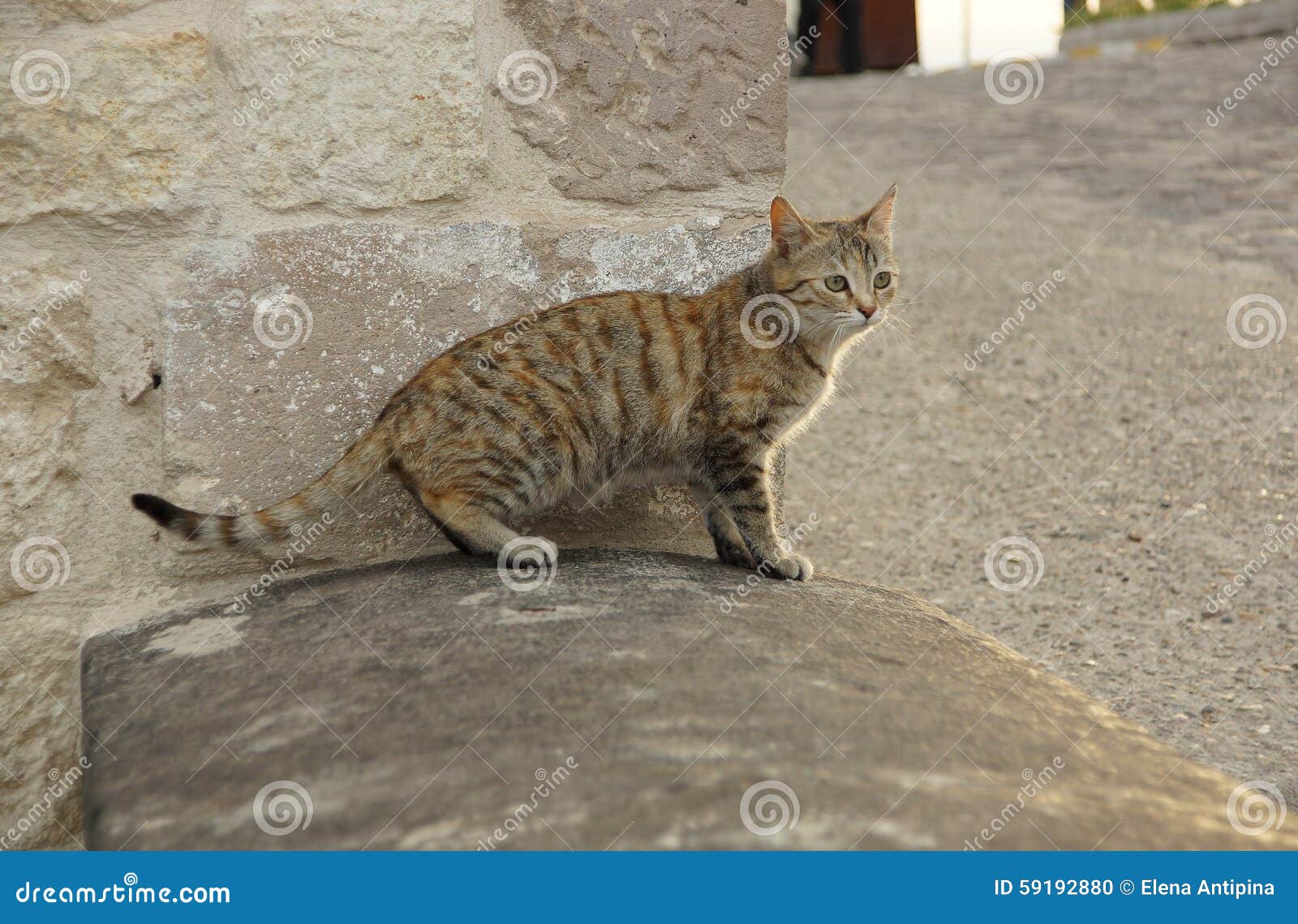 Gray Cat on a Stone Threshold Stock Photo Image of front, cute 59192880