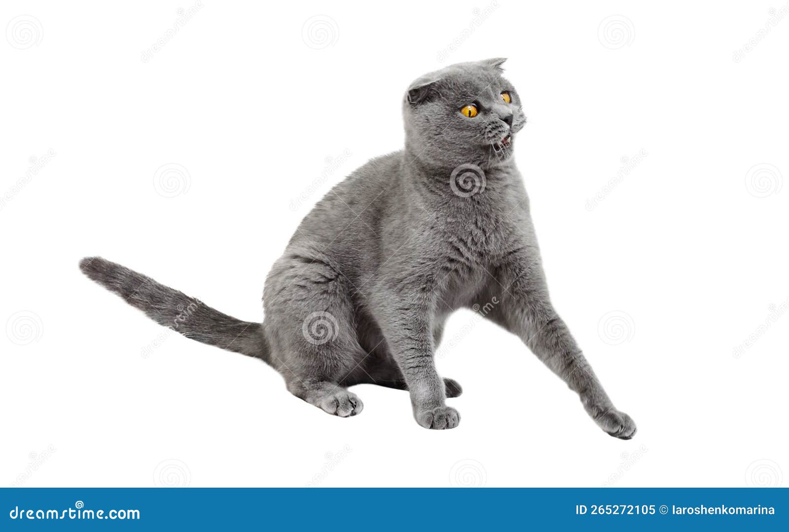 Frightened Cat Scottish Straight Hiding Under A Basin RoyaltyFree Stock Photography