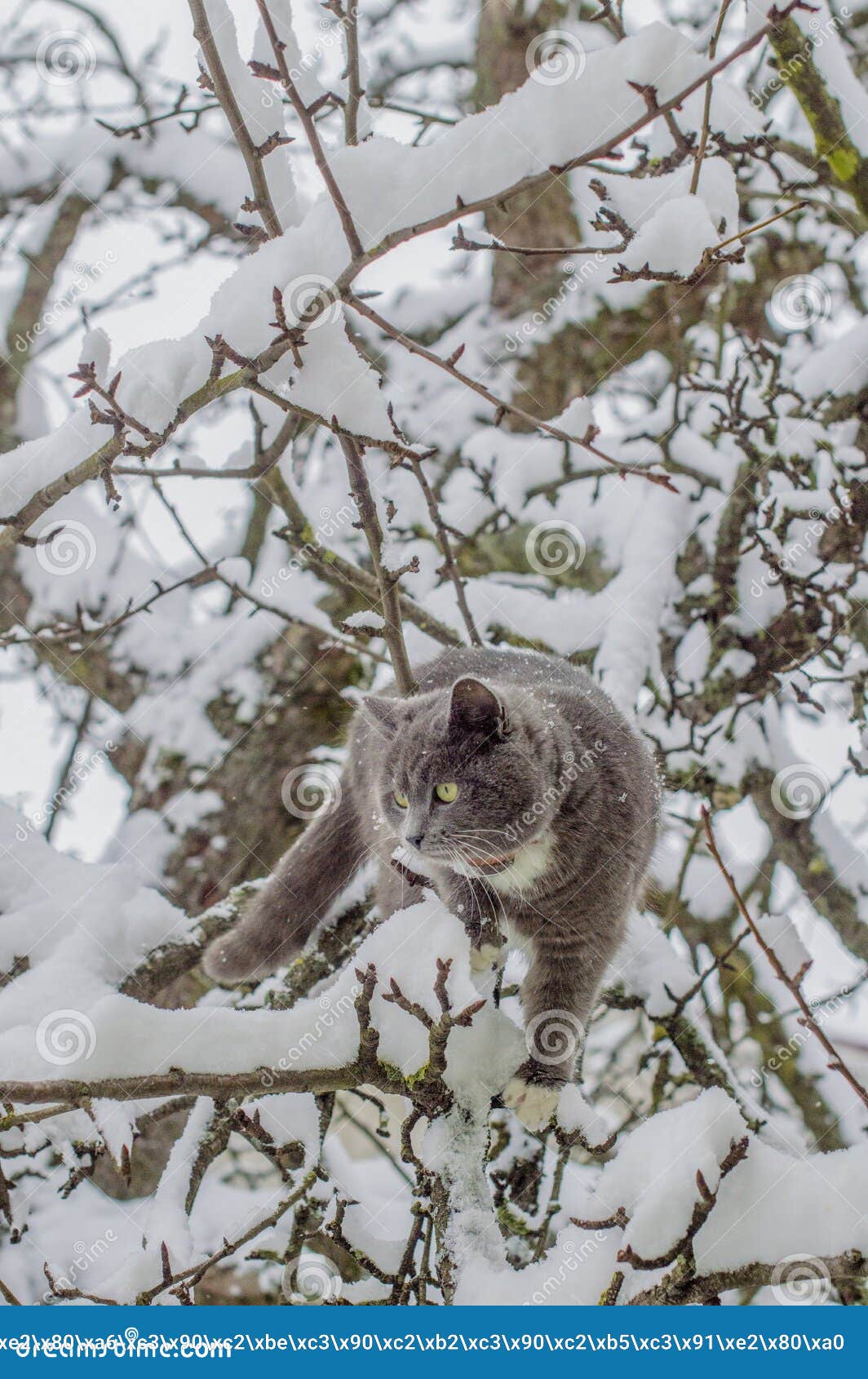 a gray cat with yellow eyes makes his way along a snow-covered pear tree.