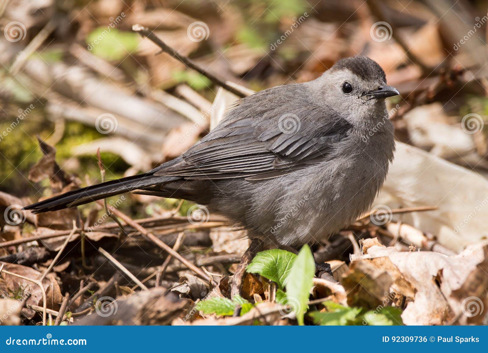 Gray Catbird stock photo. Image of environment, animal 92309736