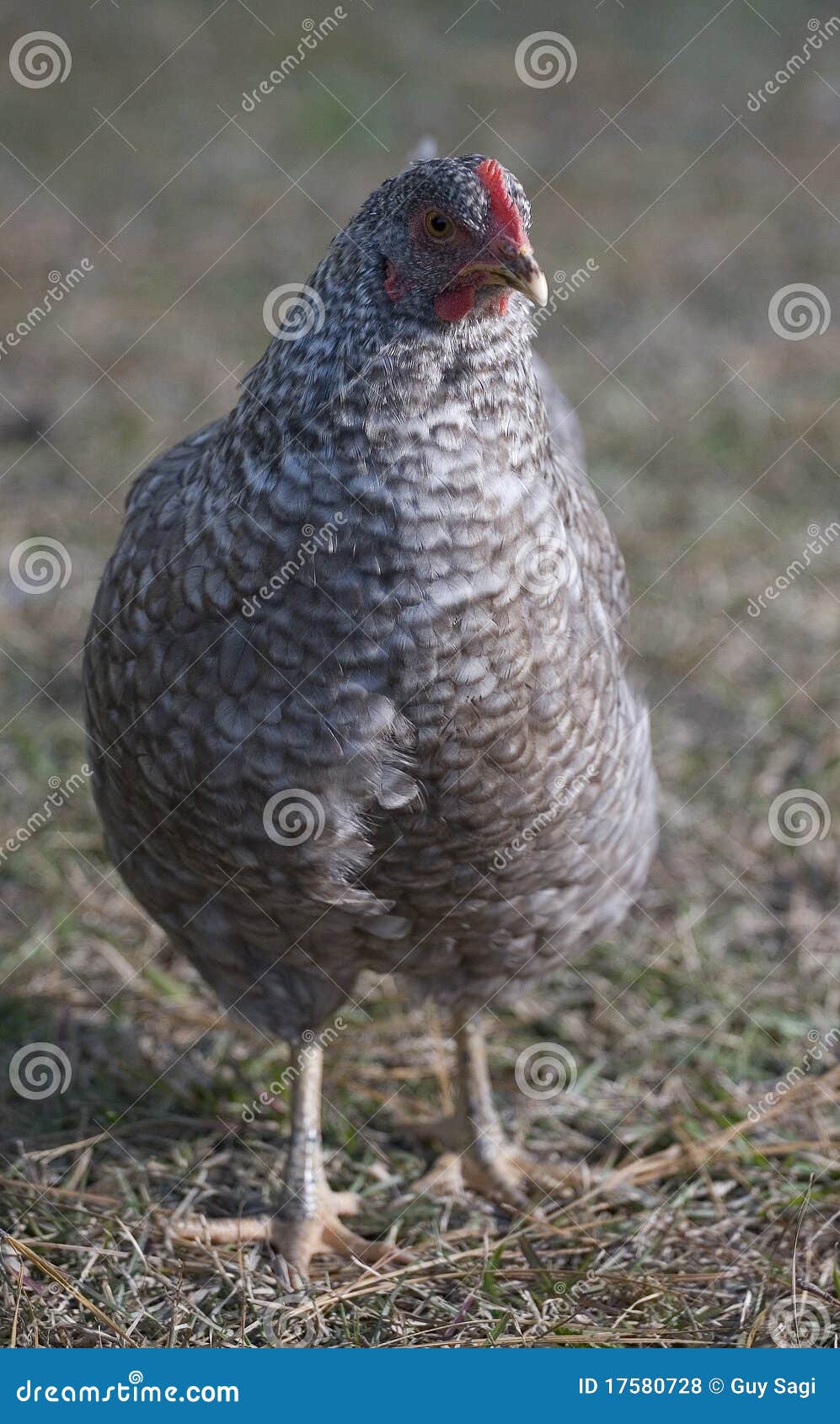 Gray chicken stock photo. Image of green, grey, bird 17580728