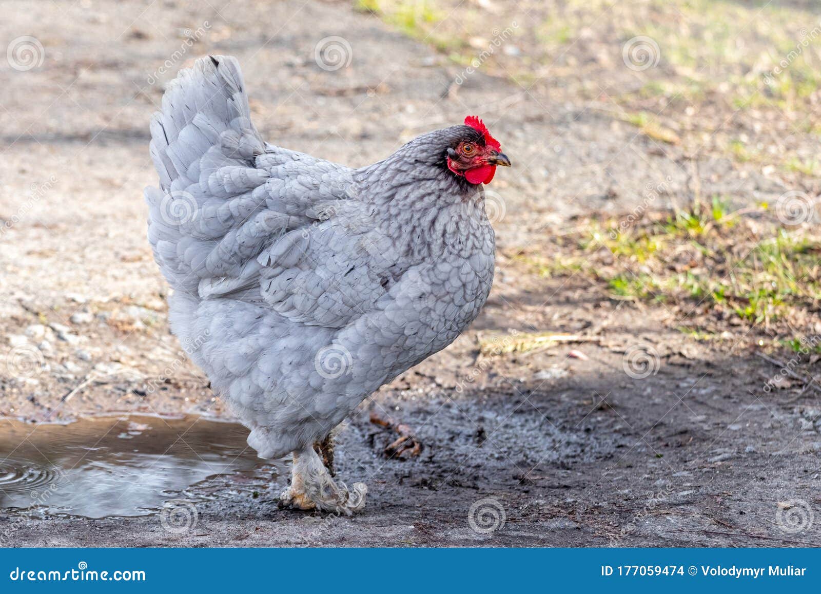 Gray Chicken in the Farm Yard, Breeding Chickens_ Stock Photo Image