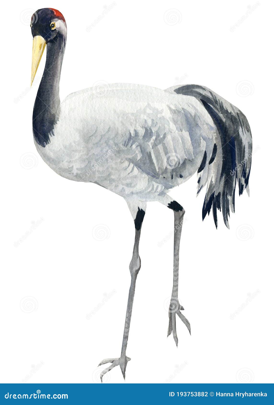 Watercolor Crane Bird Illustration, Crane, Bird, Animal PNG Transparent  Image and Clipart for Free Download