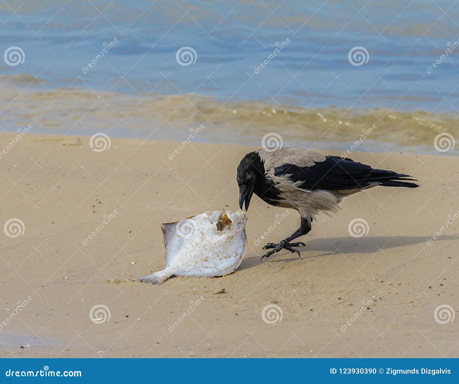 A Gray Crows on the Seashore Eat Dead Fish Stock Photo Image of