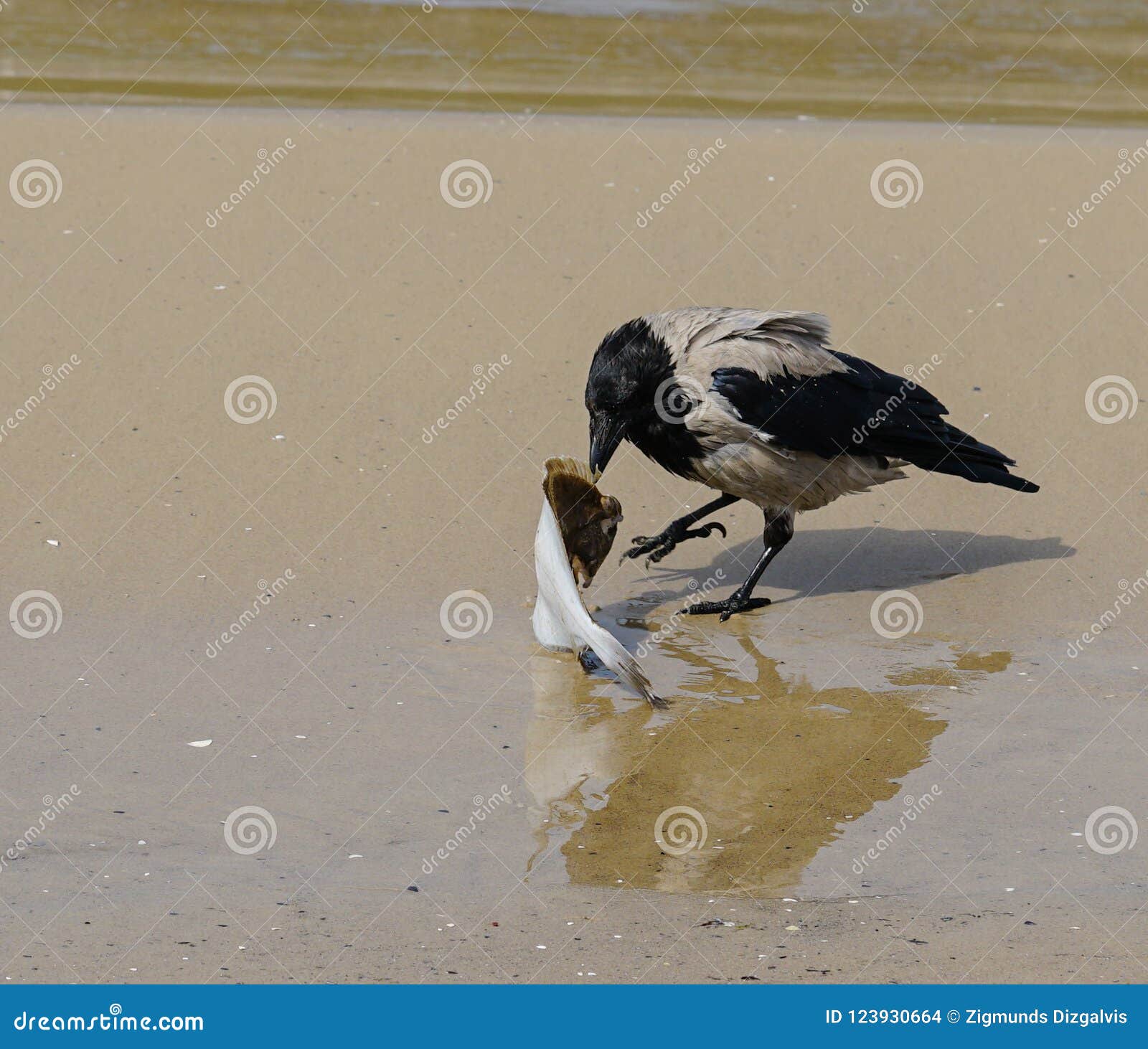 A Gray Crows on the Seashore Eat Dead Fish Stock Photo Image of bird