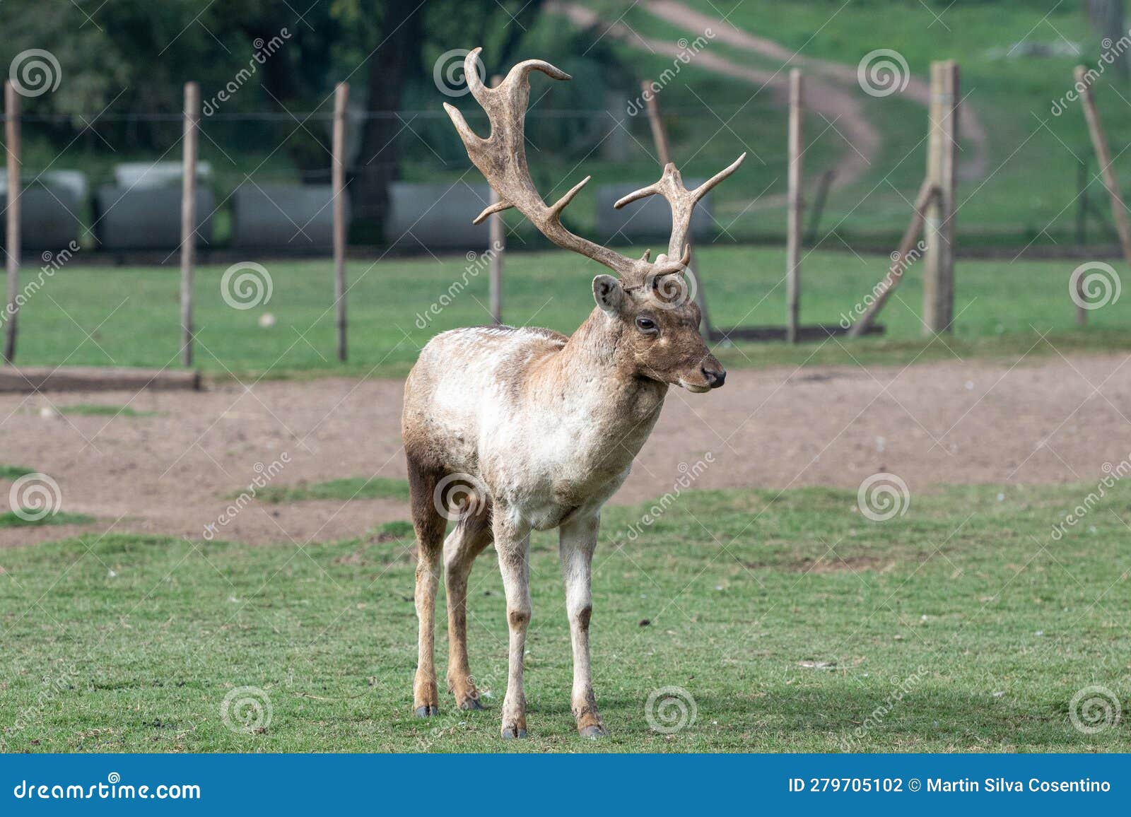 gray deer in the parque zoologico lecoq in the capital of montevideo in uruguay.