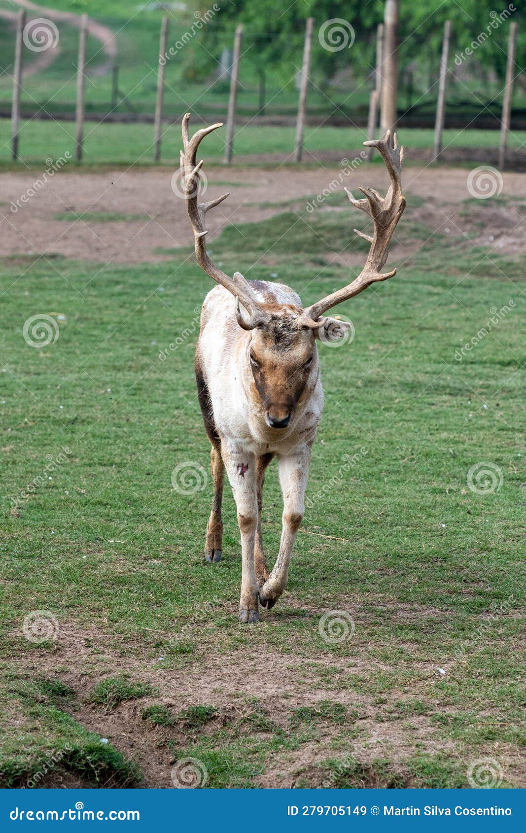 gray deer in the parque zoologico lecoq in the capital of montevideo in uruguay.