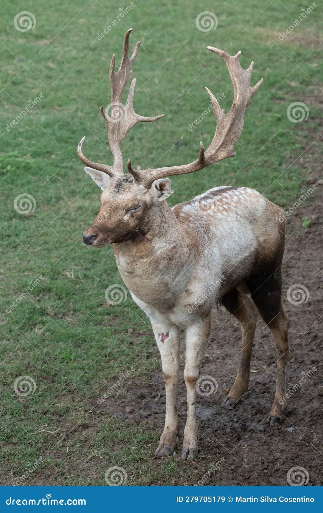 gray deer in the parque zoologico lecoq in the capital of montevideo in uruguay.