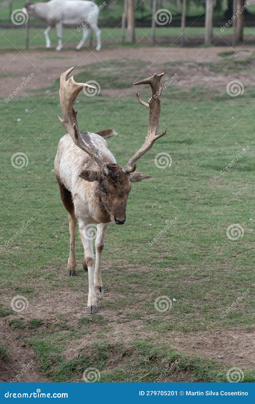 gray deer in the parque zoologico lecoq in the capital of montevideo in uruguay.