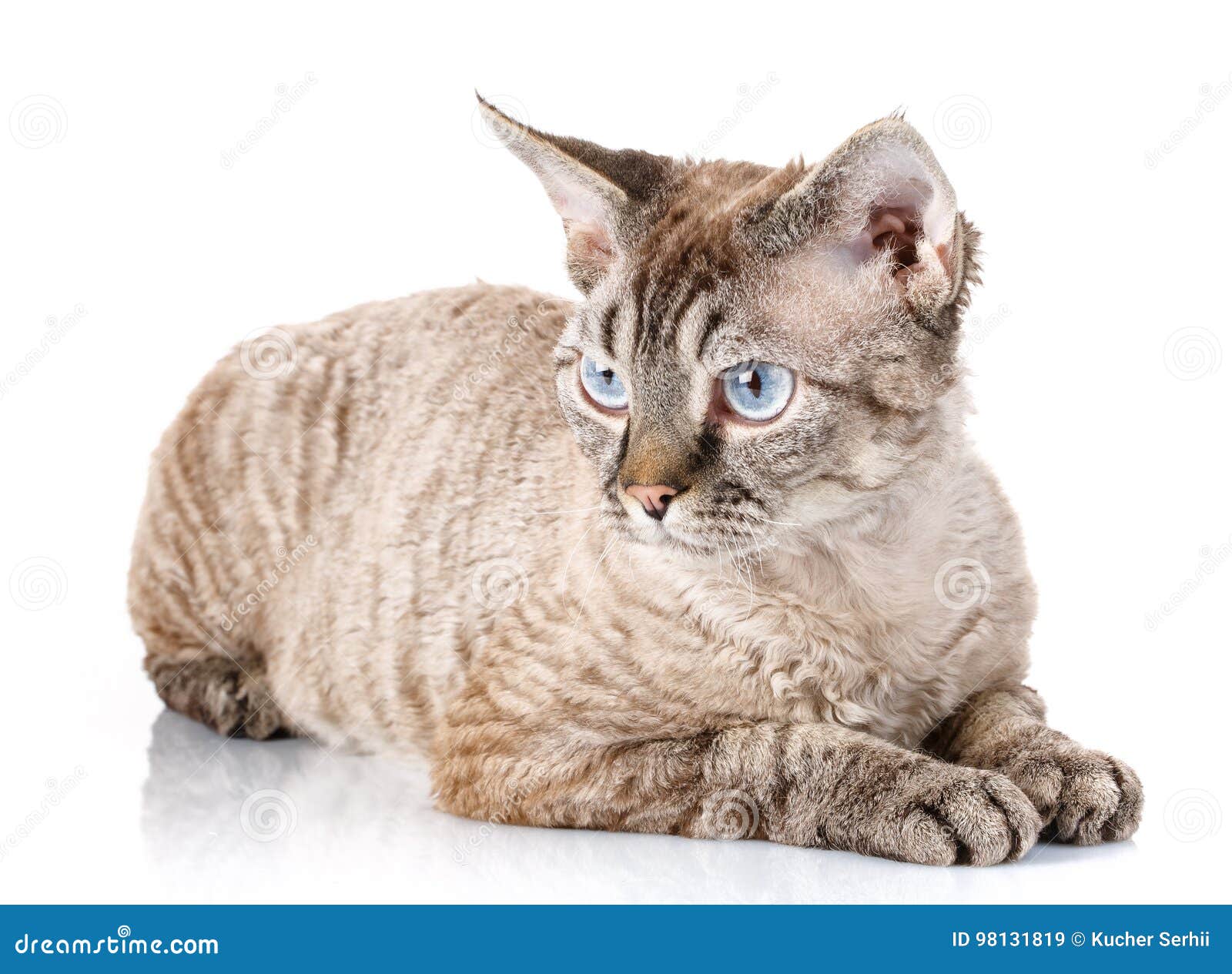 Gray Devon Rex Cat With Big Ears  Lying On White Stock 