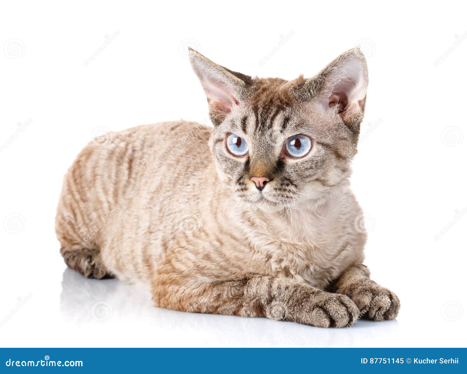 Gray Devon Rex Cat With Big Ears  On White Background Stock 