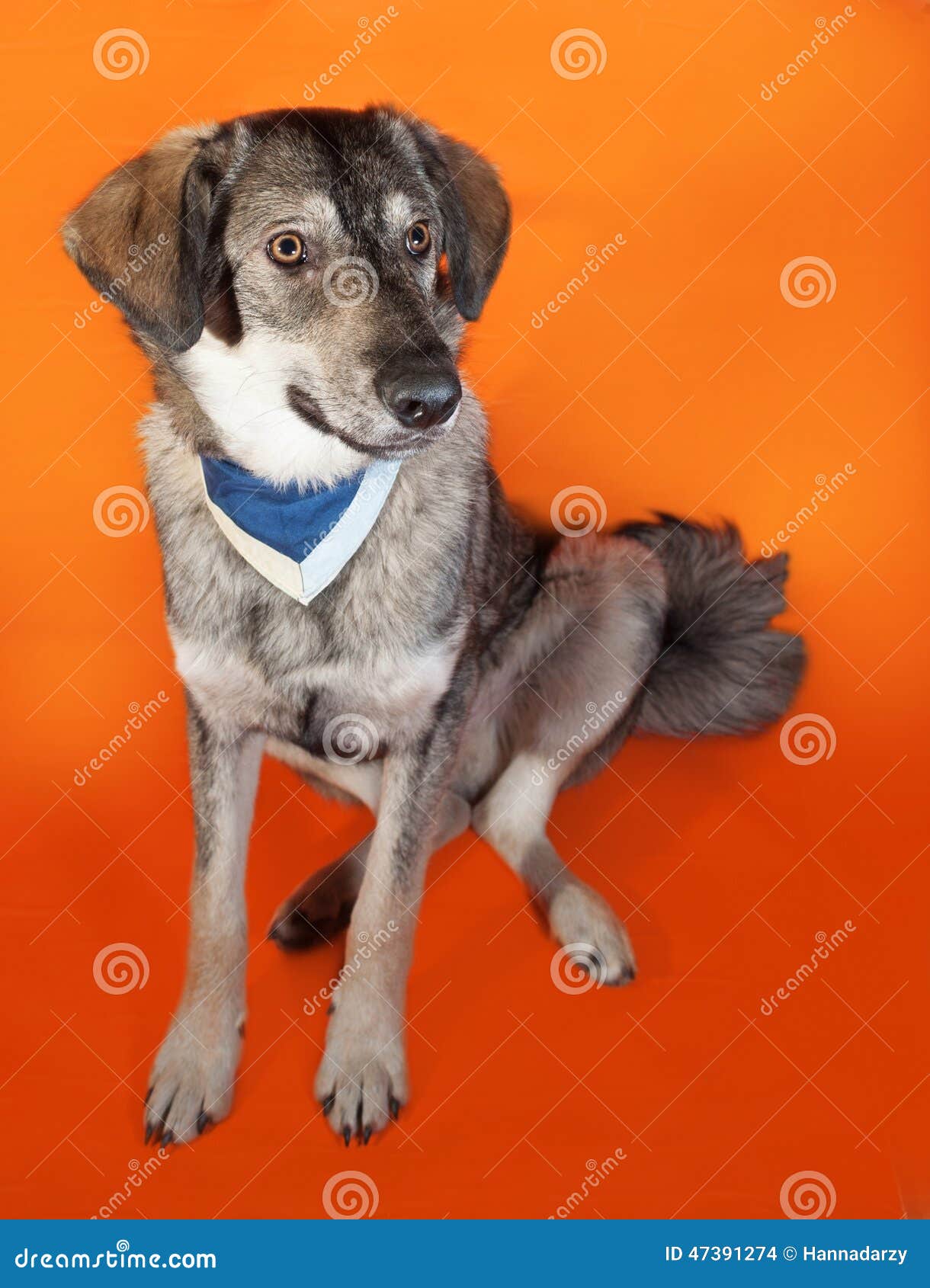Gray Dog in Blue Bandana Sitting on Orange Stock Photo Image of