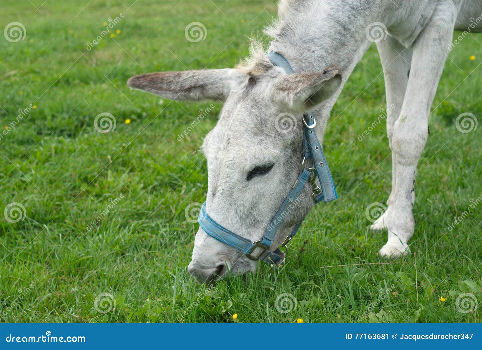 Gray donkey eating grass stock image. Image of rural 77163681