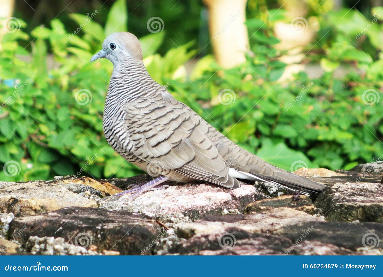 Gray dove in the garden stock image. Image of garden 60234879