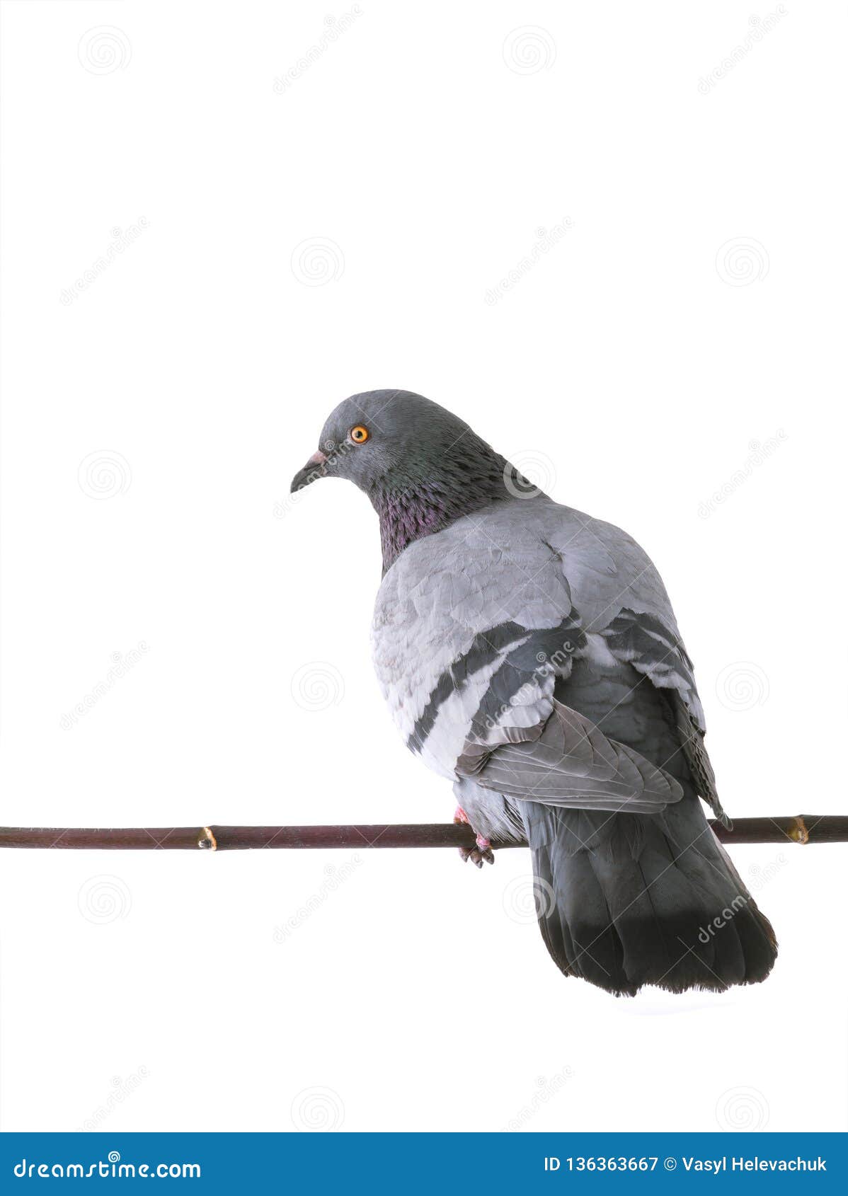 Gray dove isolated stock image. Image of bird, nature 136363667