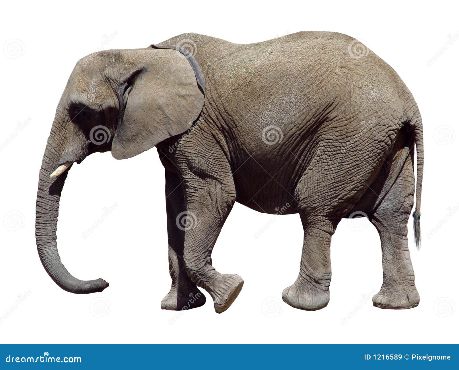 Gray Elephant stock image. Image of heavy, gray, massive 1216589
