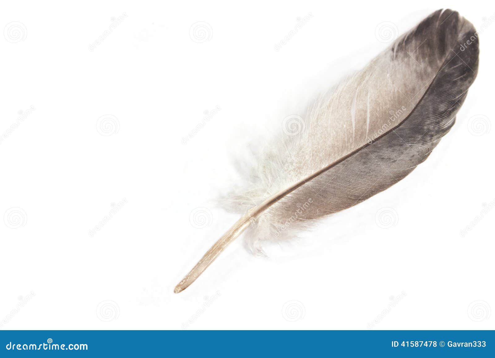 Gray feather stock photo. Image of animal, effortless 41587478