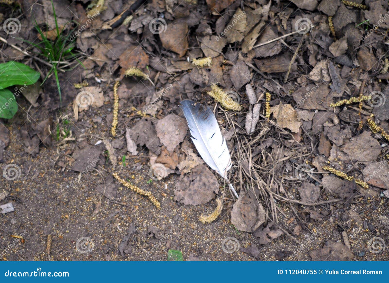 gray feather on the withered leaves