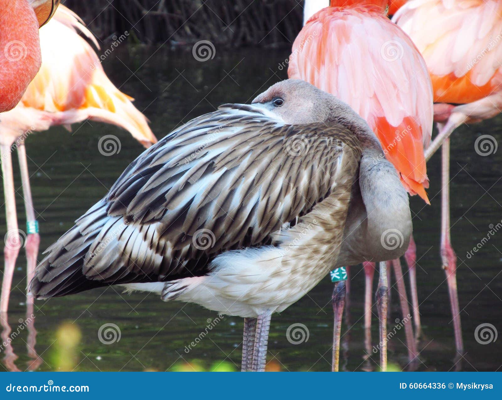 Gray flamingo stock photo. Image of relaxation, fauna - 60664336