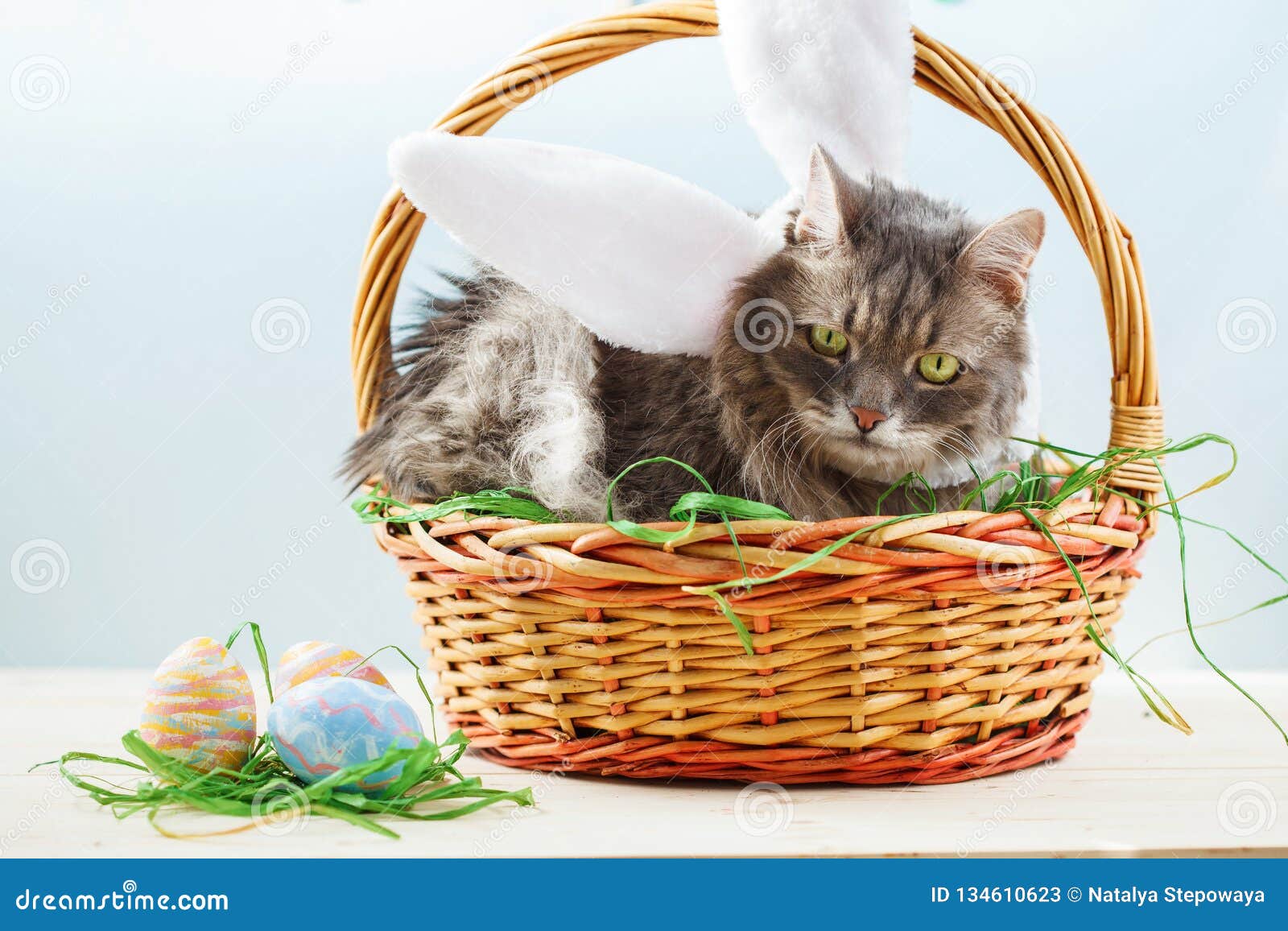 Gray Fluffy Cat with Bunny Ears in Easter Basket with Easter Eggs Stock