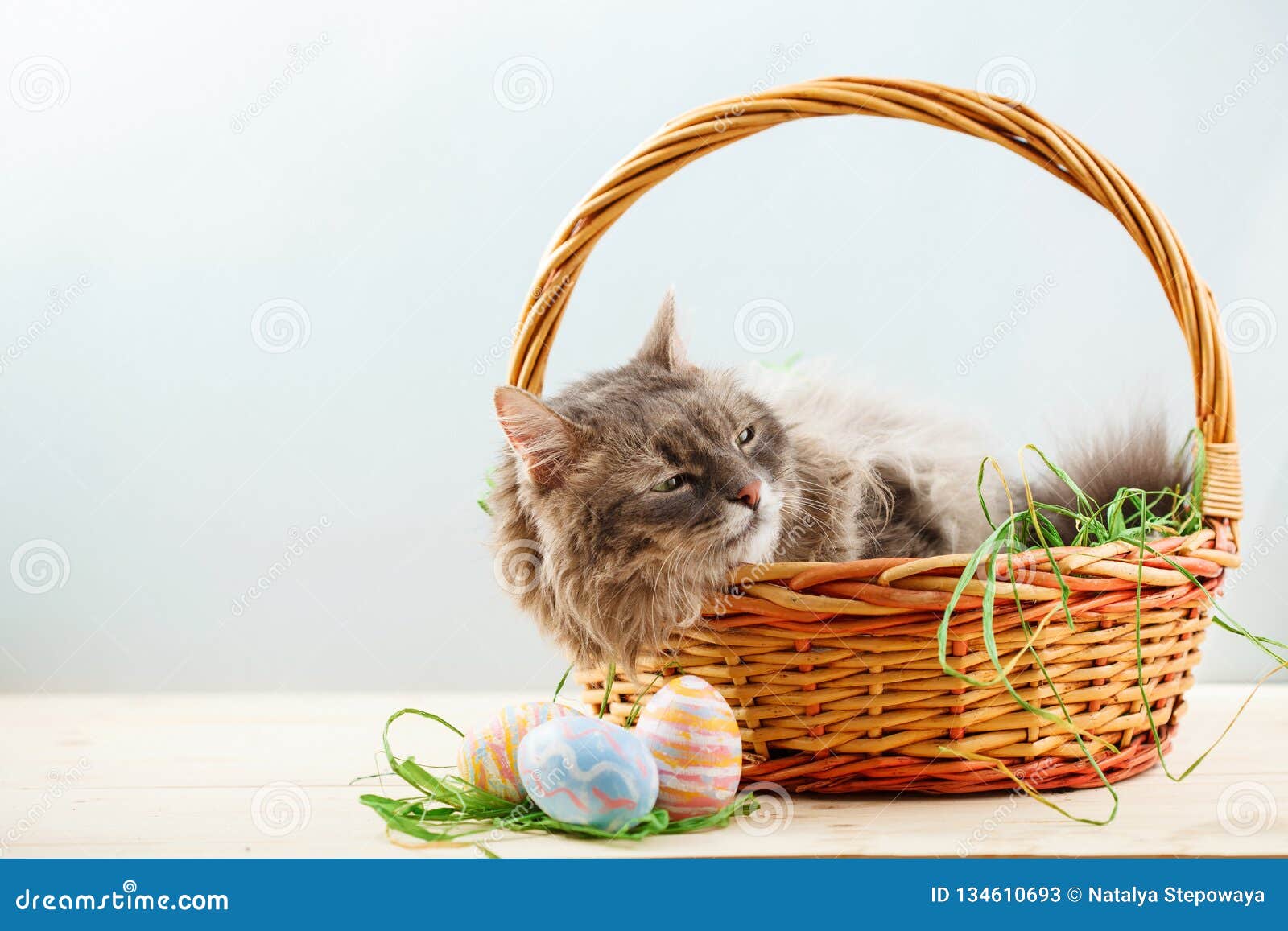 Gray Fluffy Cat in Easter Basket with Easter Eggs Stock Image Image