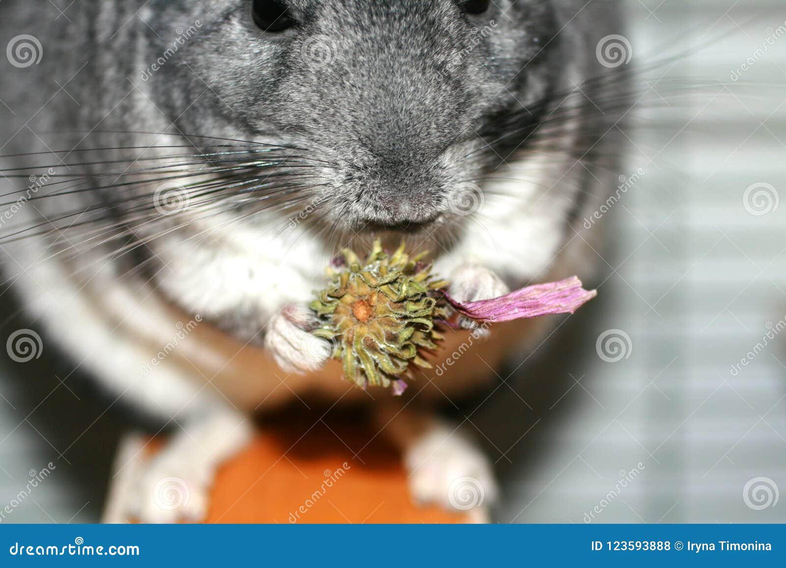 Gray Fluffy Chinchilla. a Rodent Eats a Flower of Echinacea Stock Photo