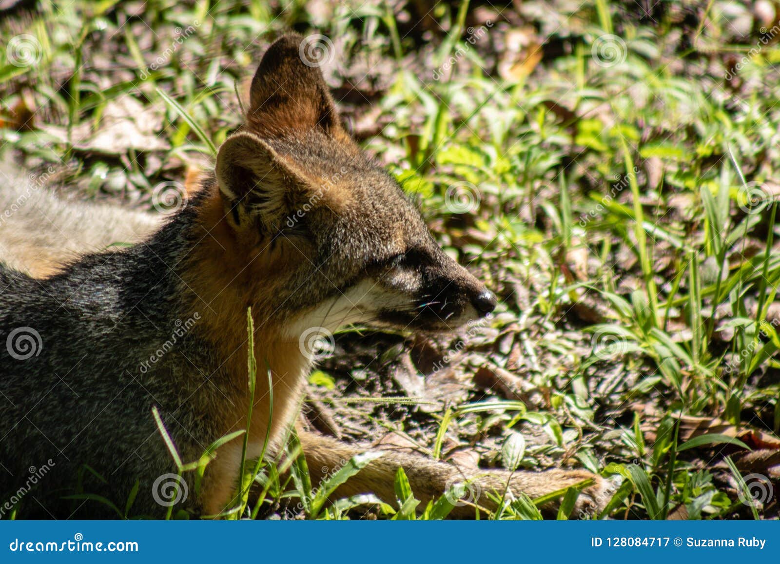 Download Gray fox stock image. Image of mammal, wildlife, furry - 128084717