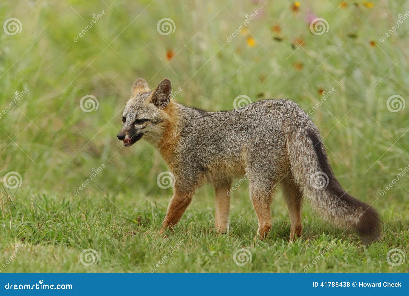 grey foxin texas