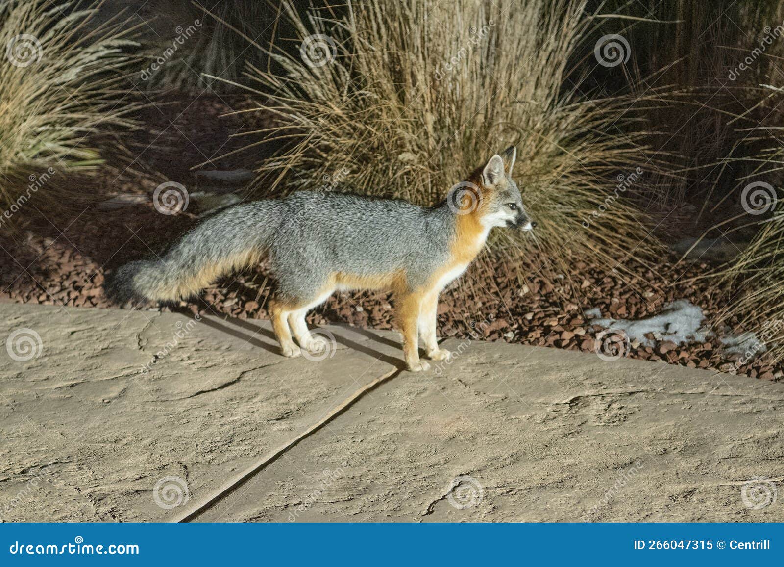New Mexico Gray Fox stock image. Image of wildlife, mammal - 266047315