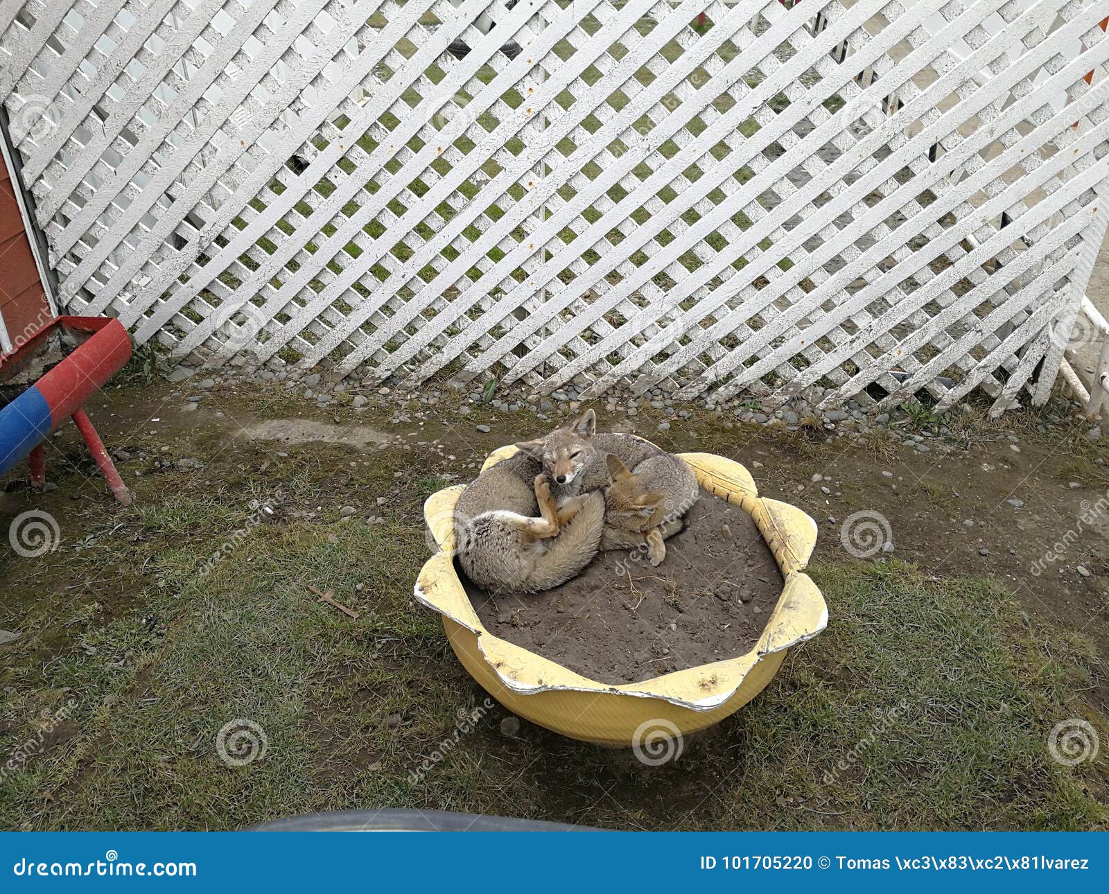 gray foxes on the flower potencia 2