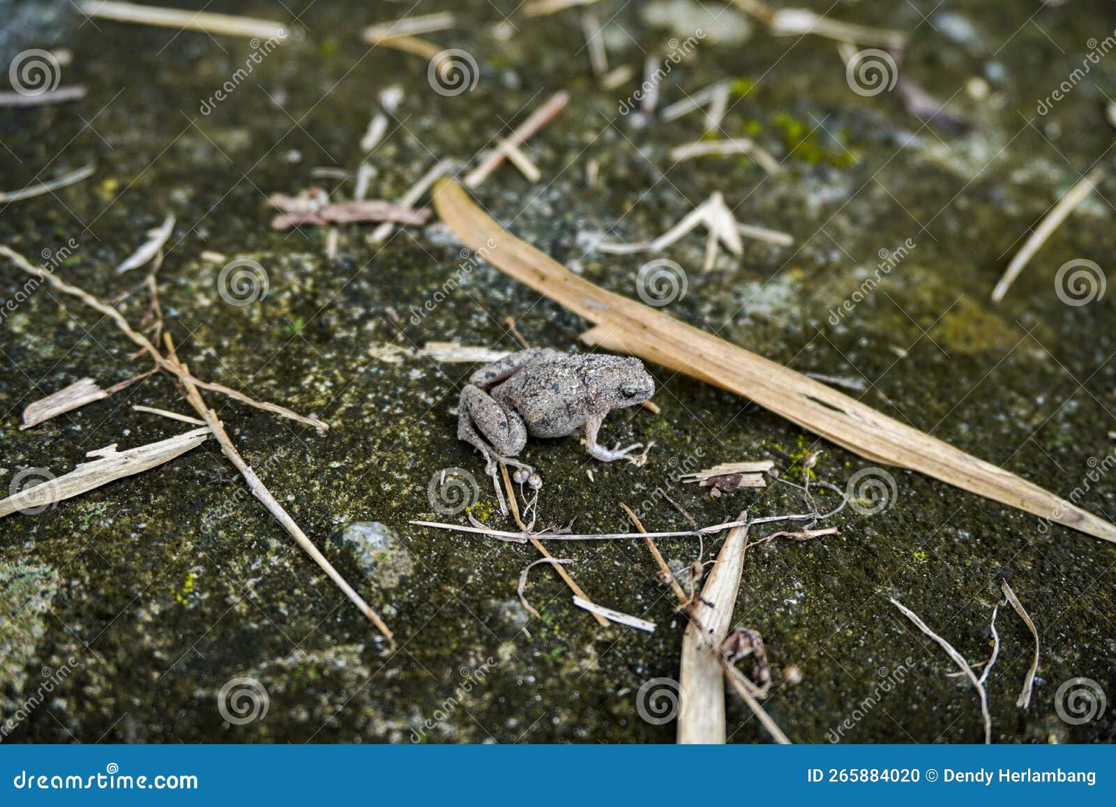 Gray Frog Toad on Mossy Rock with Scattered Bamboo Leaves Stock Photo
