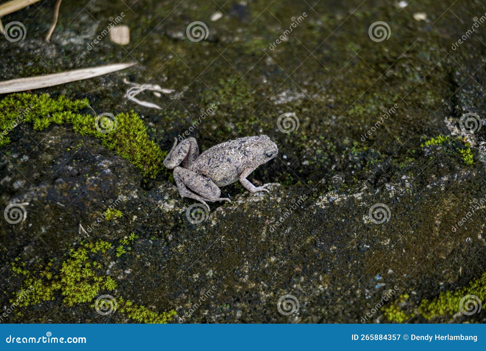 Gray Frog Toad on Mossy Rock with Scattered Bamboo Leaves Stock Image