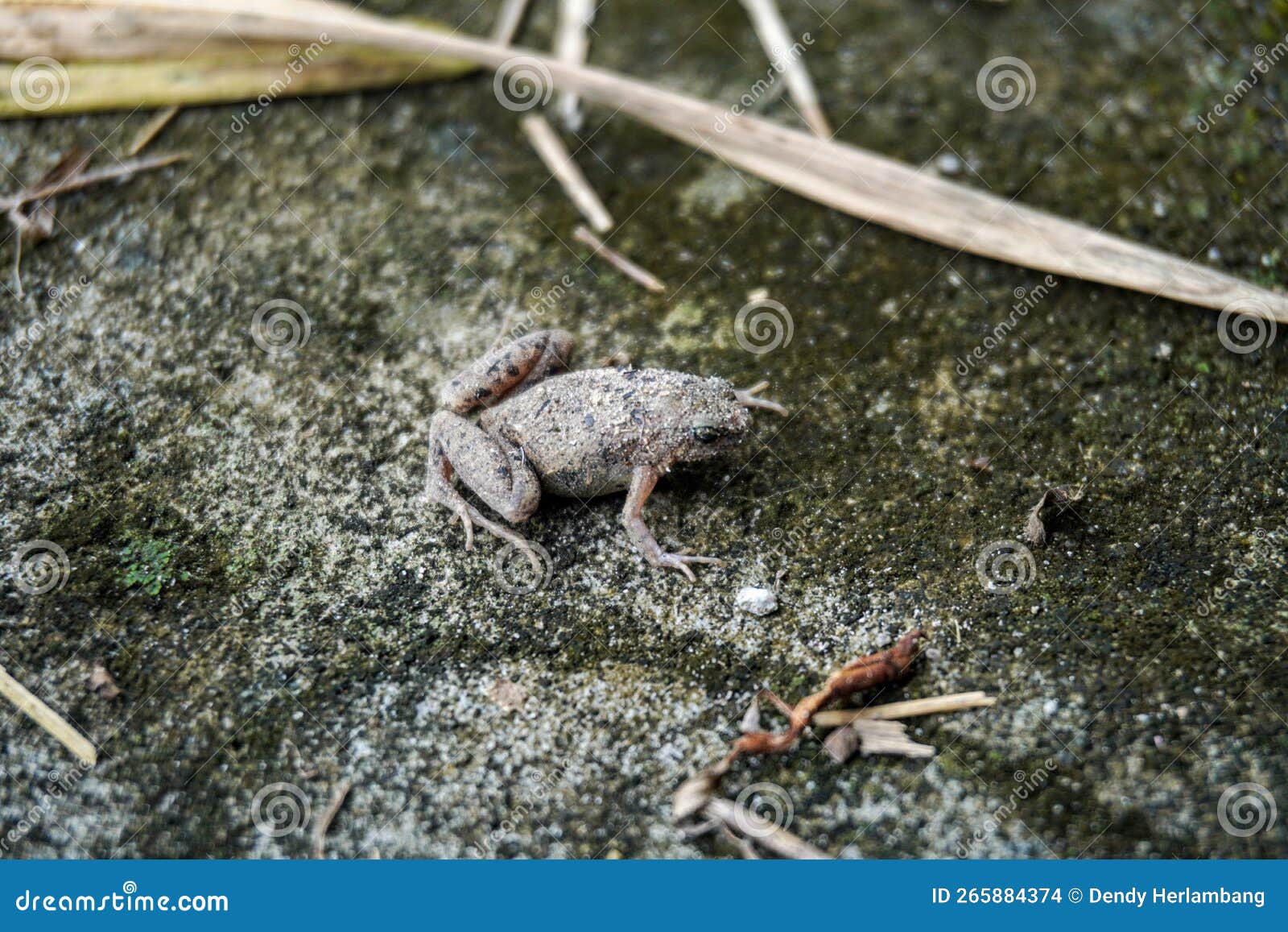 Gray Frog Toad on Mossy Rock with Scattered Bamboo Leaves Stock Photo